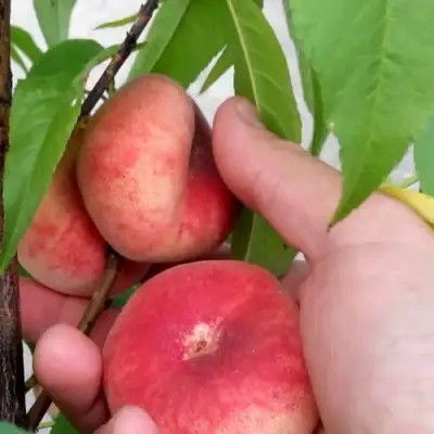 Персик САТУРН ИНЖИРНЫЙ в Волковыске