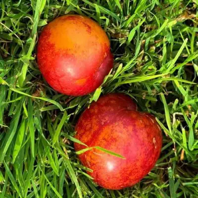 Шарафуга НЕКТАРИННАЯ в Волковыске