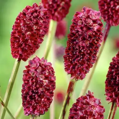 Кровохлебка ТАННА лекарственная в Волковыске