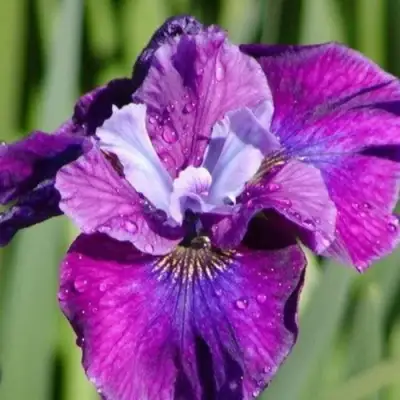 Ирис СИ Я ЛЕЙТЕР сибирский в Волковыске