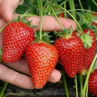 Клубника АЛЬБА в Волковыске