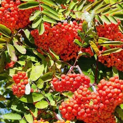 Рябина СОРБИНКА сладкоплодная в Волковыске