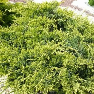 Можжевельник ГОЛД СТАР средний в Волковыске