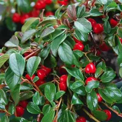 Кизильник Даммера в Волковыске