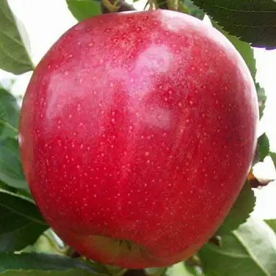 Яблоня ГАЛА МАСТ в Волковыске