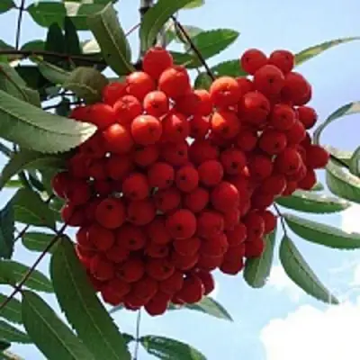 Рябина САХАРНАЯ ПЕТРОВА сладкоплодная в Волковыске