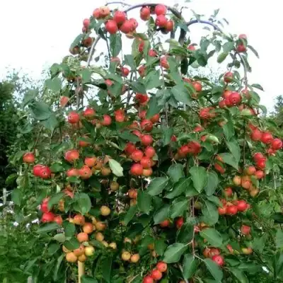Яблоня ХЮВИНГИЕНЗИС декоративная в Волковыске