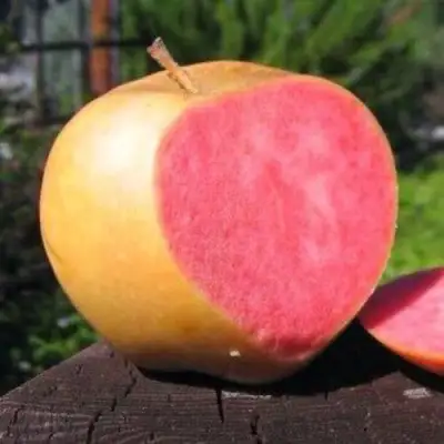 Яблоня ПИНК ПЕРЛ в Волковыске