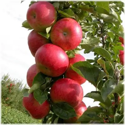 Яблоня ОСТАНКИНО колонновидная в Волковыске