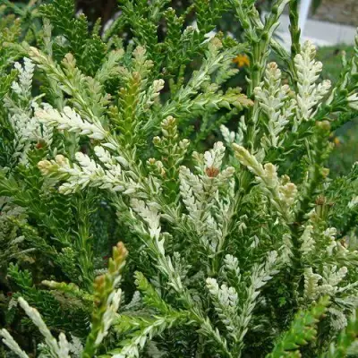 Туевик ВАРИЕГАТА долотовидный в Волковыске