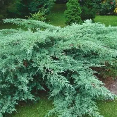 Можжевельник ГРЕЙ ОУЛ виргинский  в Волковыске