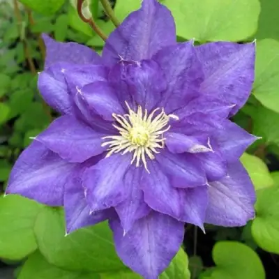 Клематис БЬЮТИ ОФ ВОЧЕСТЕР в Волковыске