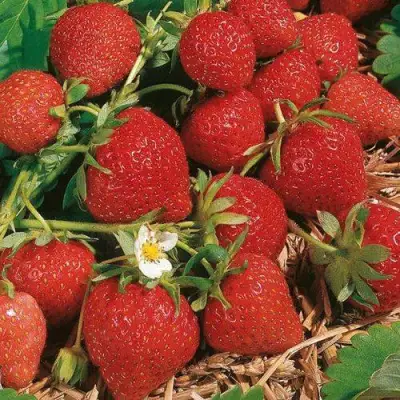 Клубника ФЛОРЕНС в Волковыске