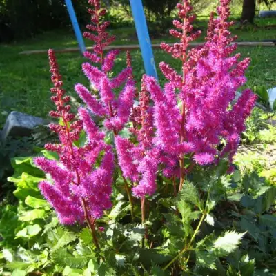 Астильба ЭЛИЗАБЕТ ВАН ВИН японская в Волковыске