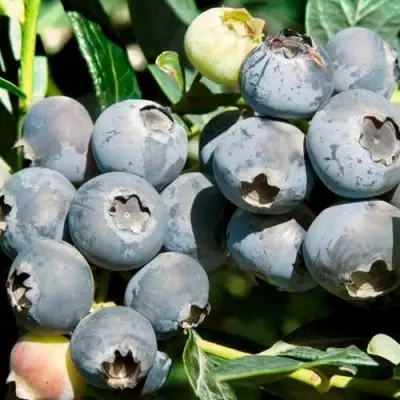 Голубика ЧАНДЛЕР в Волковыске