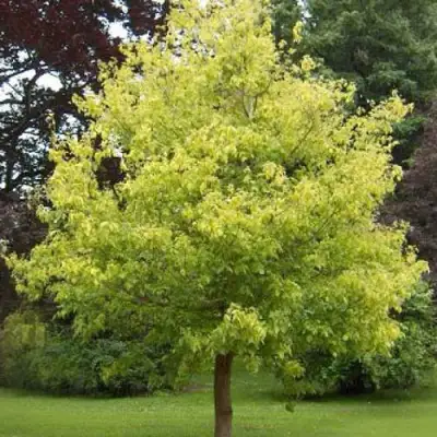 Клен ясенелистный в Волковыске