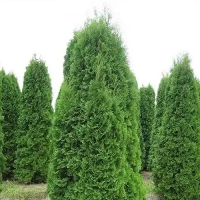 Туя КОЛУМНА западная в Волковыске