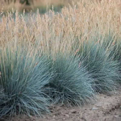 Овсяница АЙСФОГЕЛЬ сизая в Волковыске