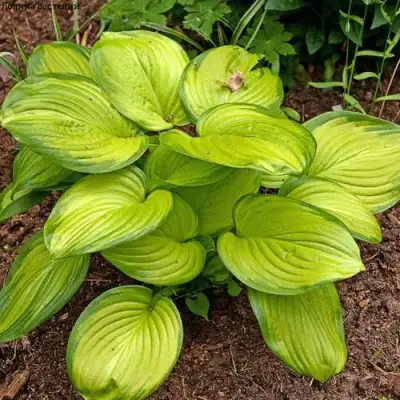 Хоста СТЕЙНД ГЛАСС гибридная в Волковыске