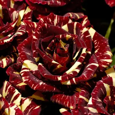 Роза АБРАКАДАБРА чайно-гибридная в Волковыске