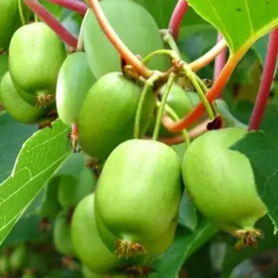 Актинидия ЭСТАФЕТА аргута в Волковыске