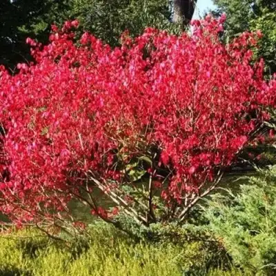Бересклет ЕВРОПЕЙСКИЙ в Волковыске