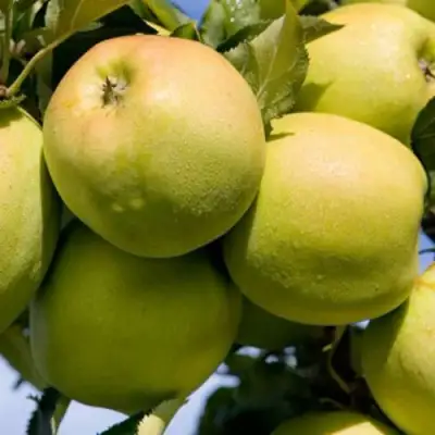 Яблоня МУТСУ в Волковыске