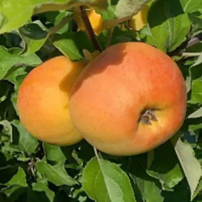 Яблоня АНТОНОВКА ЗОЛОТАЯ в Волковыске