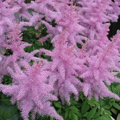 Астильба ГИАЦИНТ Арендса в Волковыске