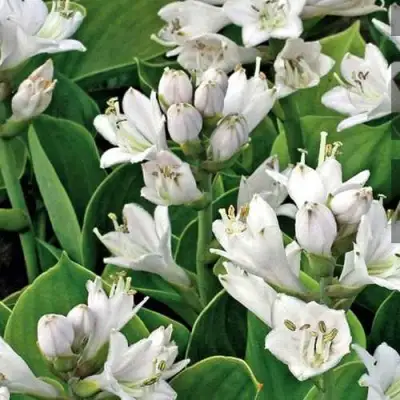 Хоста МОНСТЕР ИРЗ гибридная в Волковыске