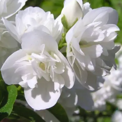 Жасмин ЖИРАНДОЛЬ в Волковыске