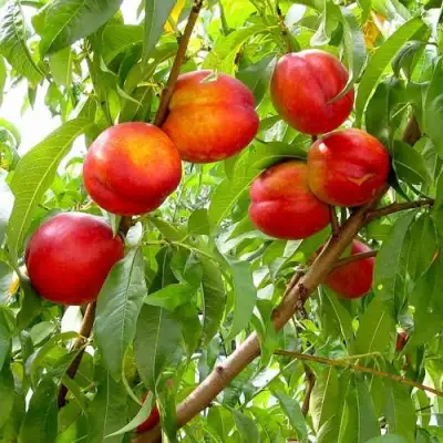 Нектарин ХАРБЛЕЙЗ в Волковыске