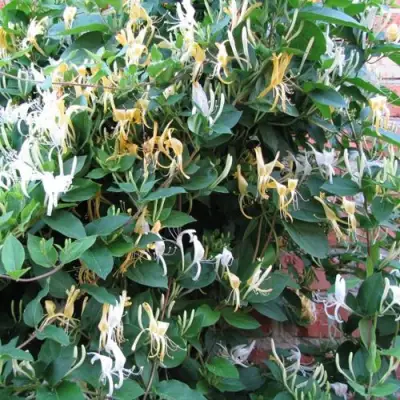 Жимолость ХАЛЛИАНА японская (Хелиана) в Волковыске