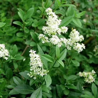 Бирючина обыкновенная АТРОВИРЕНС в Волковыске