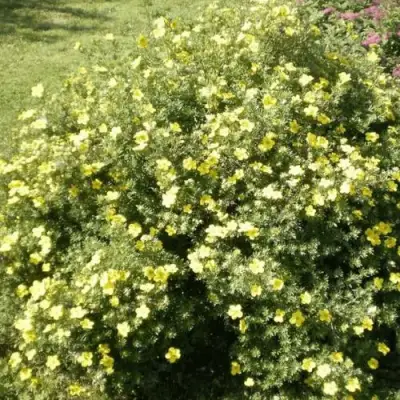 Лапчатка КЛОНДАЙК кустарниковая в Волковыске