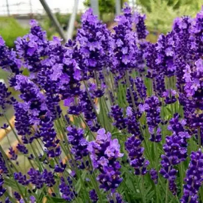 Лаванда ХИДКОТ БЛЮ узколистная в Волковыске