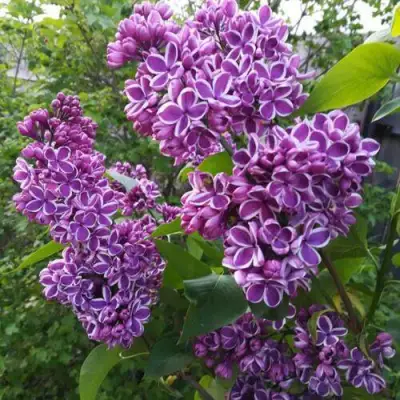 Сирень СЕНСАЦИЯ в Волковыске