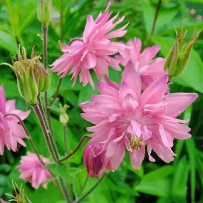 Аквилегия БАРЛОУ ПИНК гибрид МакКаны в Волковыске