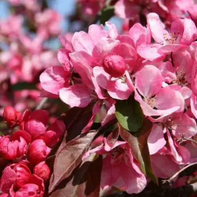 Яблоня РУДОЛЬФ декоративная  в Волковыске