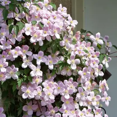 Клематис ГОРНЫЙ в Волковыске