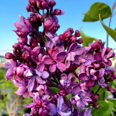 Сирень ВИОЛЕТТА в Волковыске