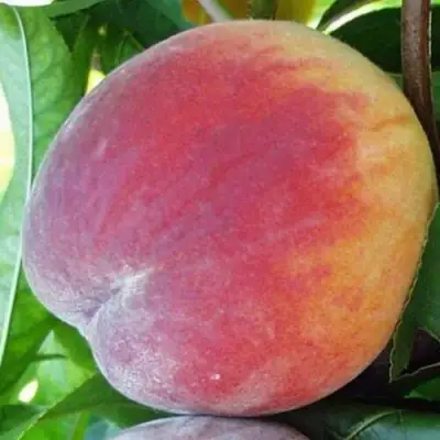 Персик ТОП СВИТ в Волковыске