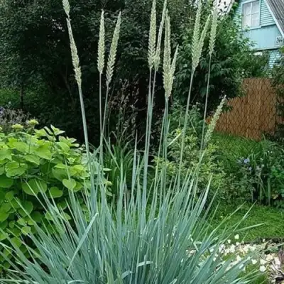 Элимус БЛЮ ДЮН песчаный в Волковыске