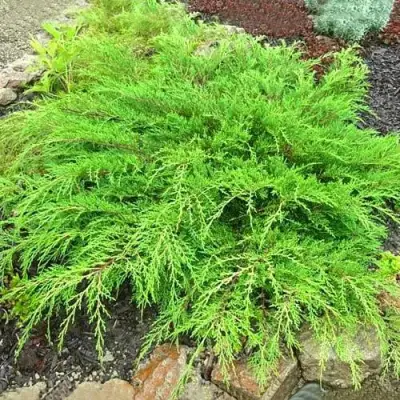 Микробиота ЯКОБСЕН перекрестнопарная в Волковыске