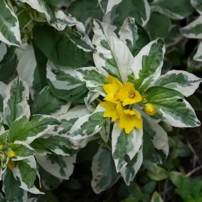 Вербейник АЛЕКСАНДР точечный в Волковыске