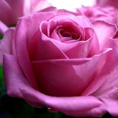 Роза ЭЙФЕЛЕВА БАШНЯ чайно-гибридная в Волковыске