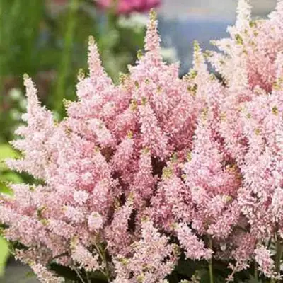 Астильба ЮНИК САЛМОН гибридная в Волковыске