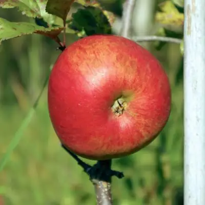 Яблоня ДЫЯМЕНТ в Волковыске