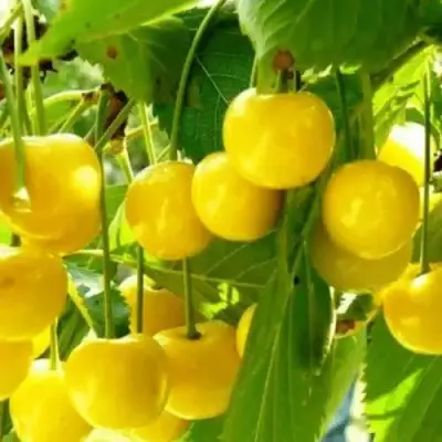 Черешня ПОДСНЕЖНИК в Волковыске