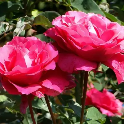 Роза ВИЕН РОУЗ чайно-гибридная в Волковыске